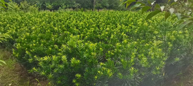 苗圃直供罗汉松苗，大小规格齐全，罗汉批发价格，海量供应