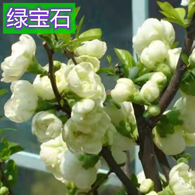 绿宝石海棠盆景银长寿四季重瓣海棠花长寿冠沂州海棠苗基地苗