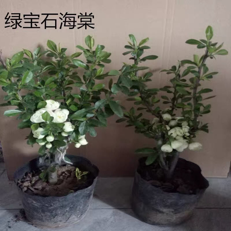 绿宝石海棠盆景银长寿四季重瓣海棠花长寿冠沂州海棠苗基地苗