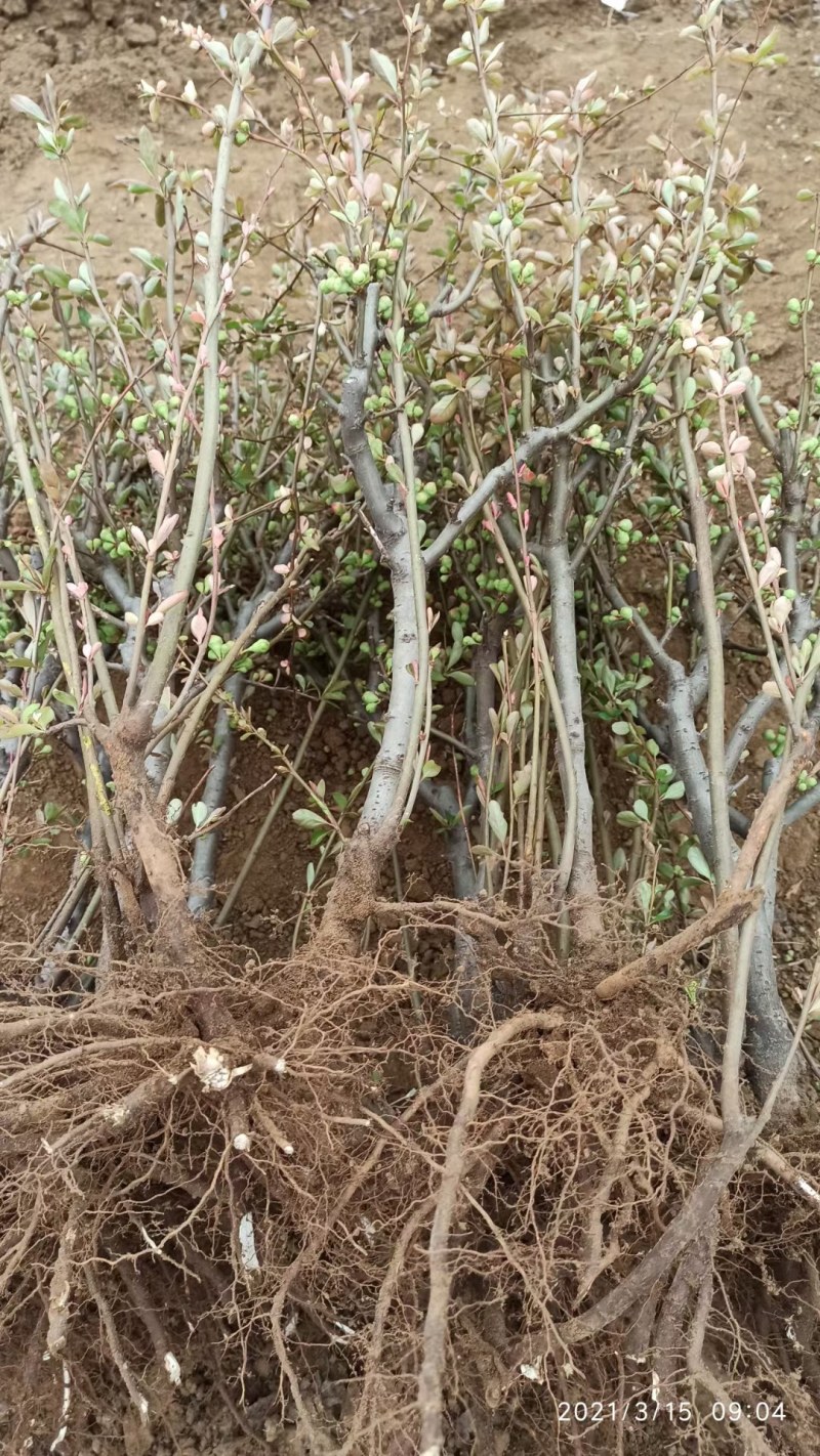 绿宝石海棠盆景银长寿四季重瓣海棠花长寿冠沂州海棠苗基地苗