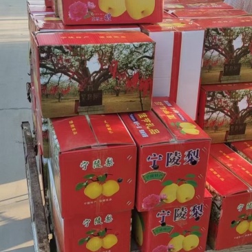 宁陵县酥梨，十斤35元，一件代发，保质保量，欢迎订购！