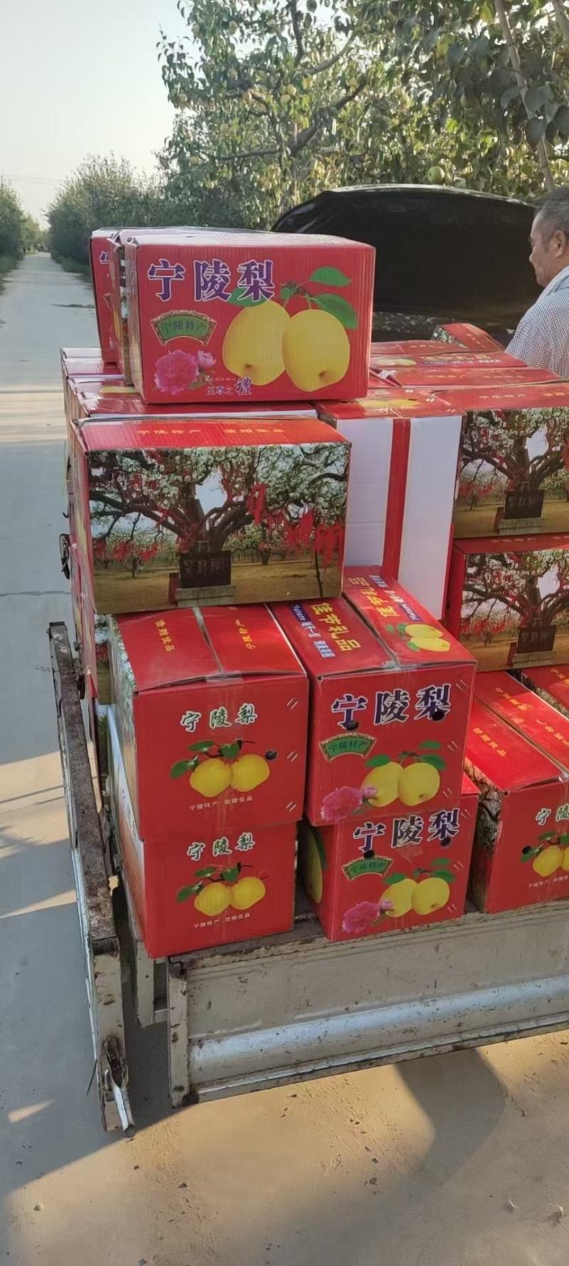 宁陵县酥梨，十斤35元，一件代发，保质保量，欢迎订购！