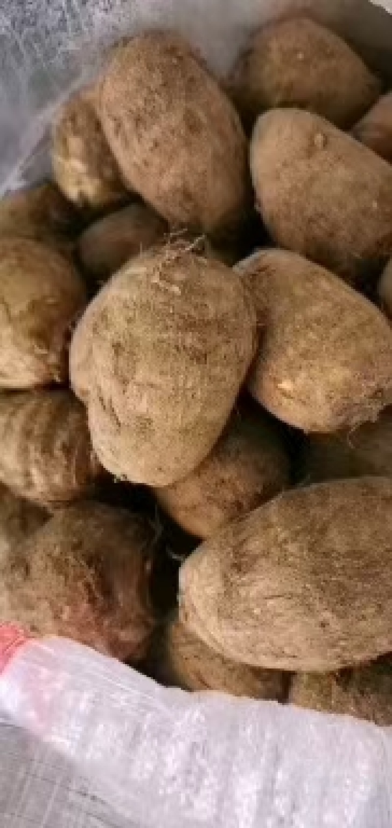 山东毛芋头通货供应，货源充足，供电商各个平台全国代发，