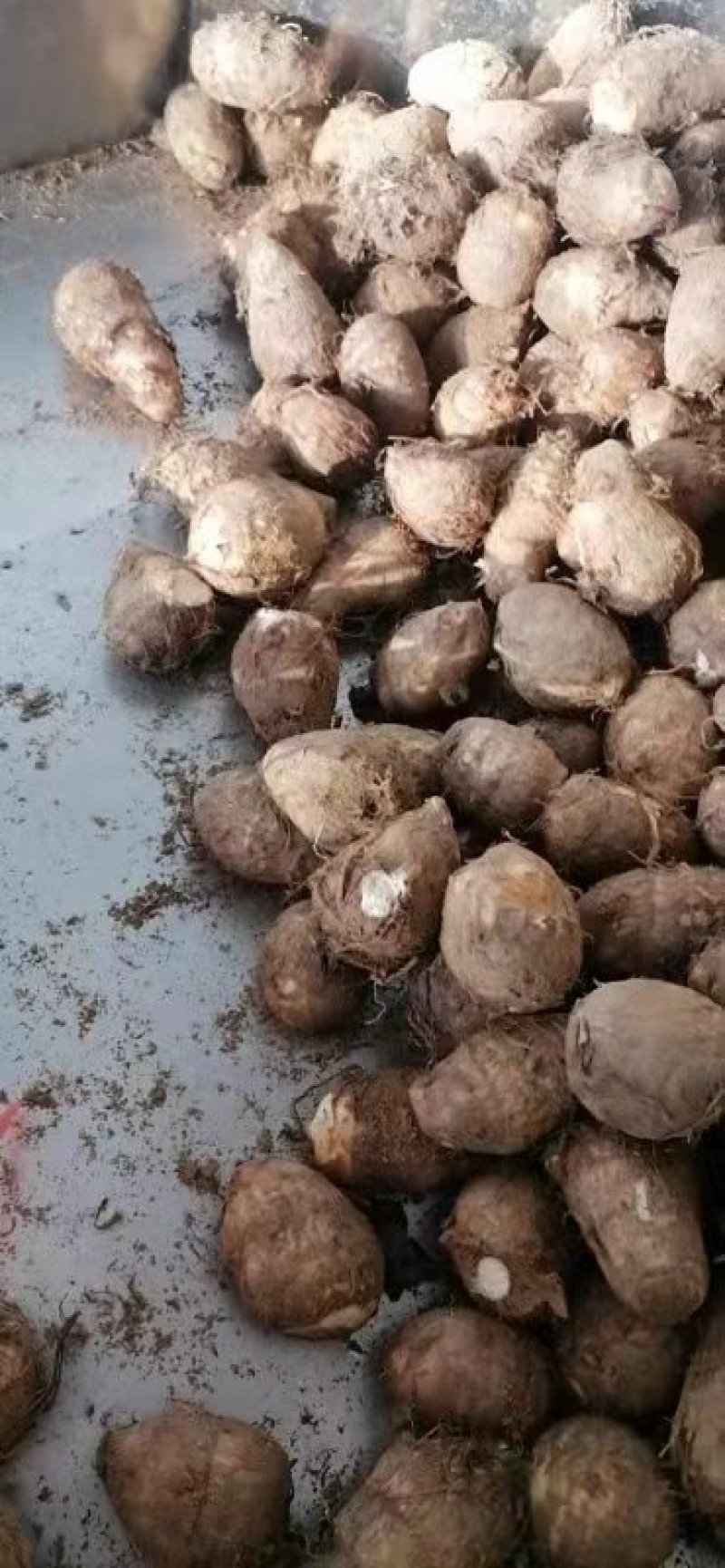 山东毛芋头通货供应，货源充足，供电商各个平台全国代发，