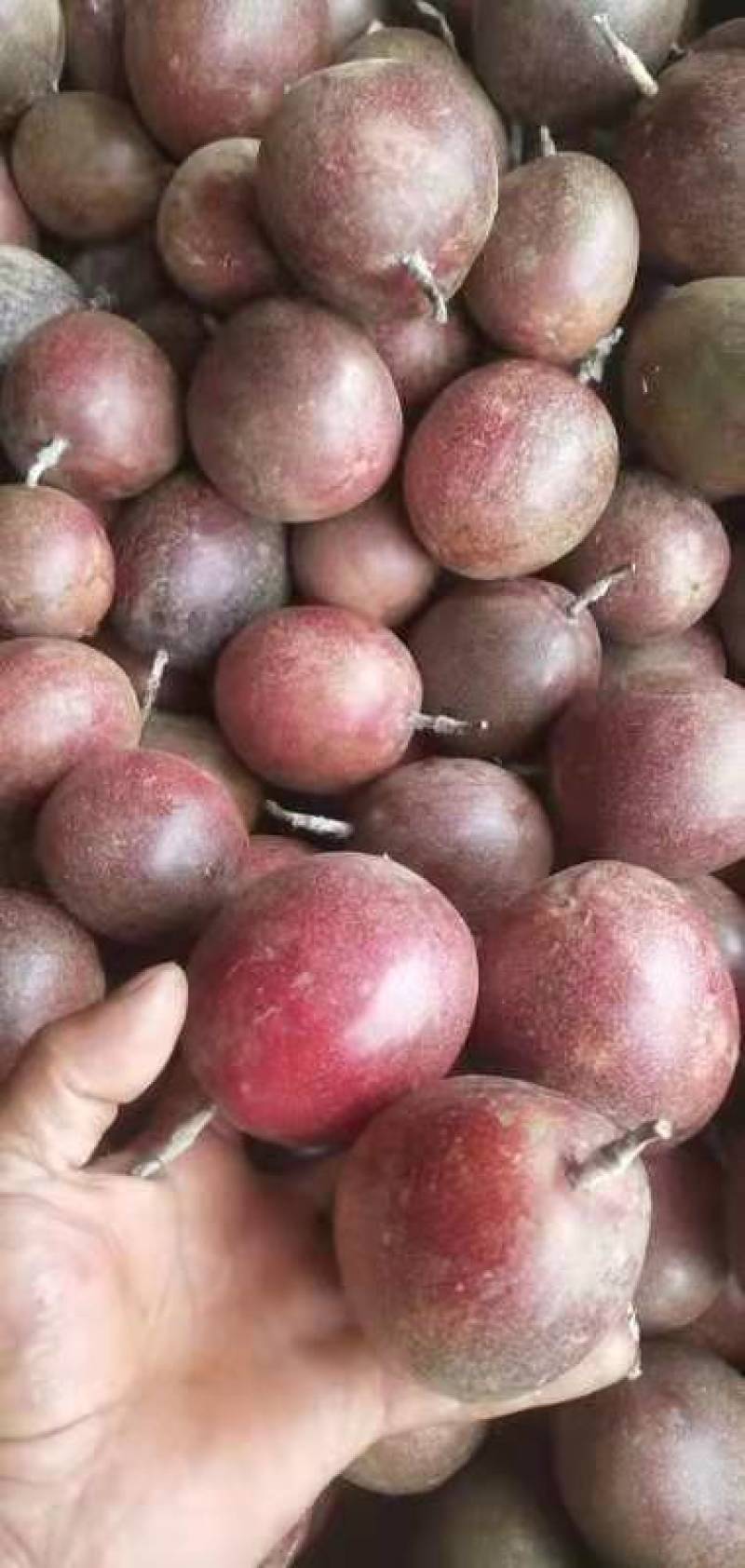 精品紫香百香果上市自家果园种植货源充足量大从优