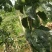 精品紫香百香果上市自家果园种植货源充足量大从优