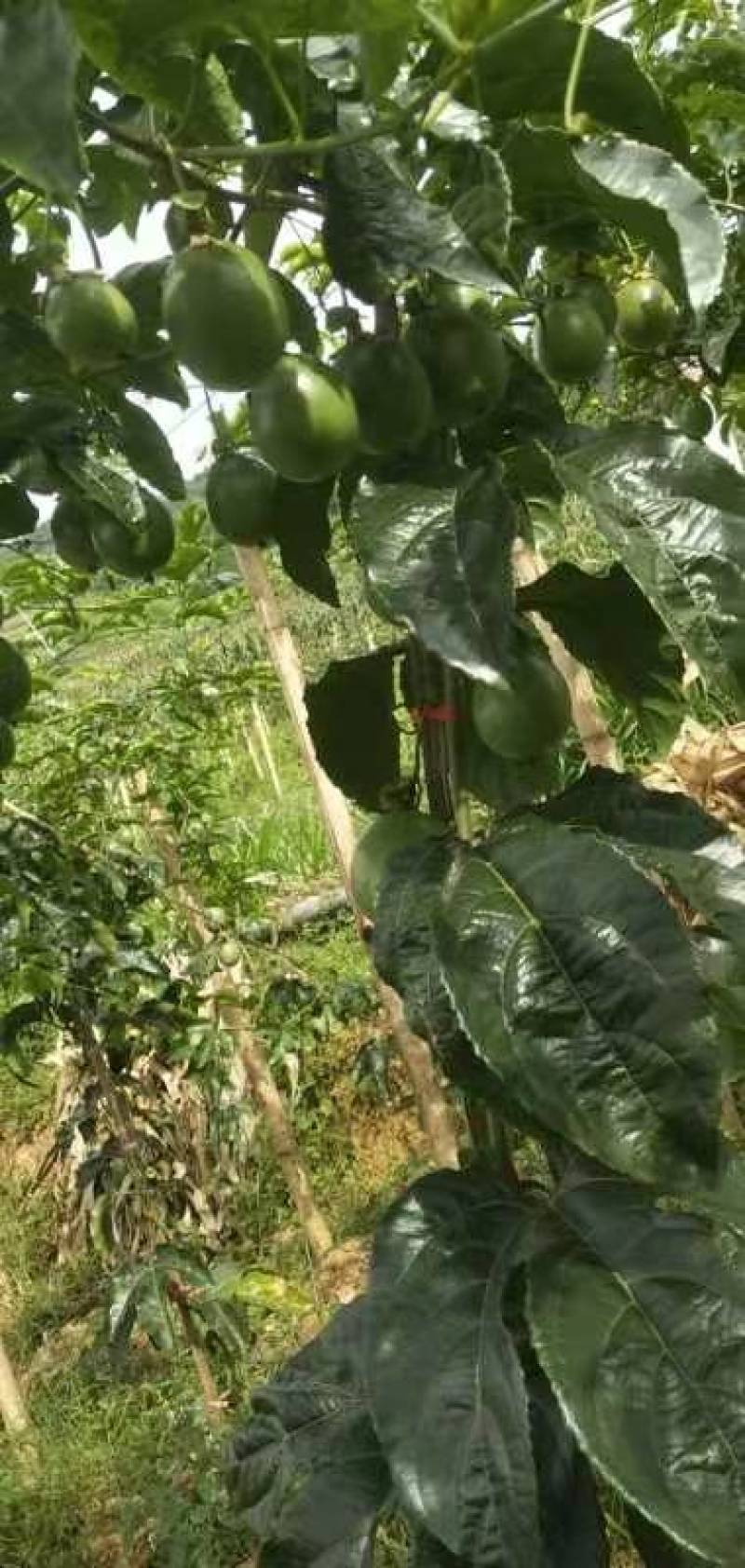 精品紫香百香果上市自家果园种植货源充足量大从优