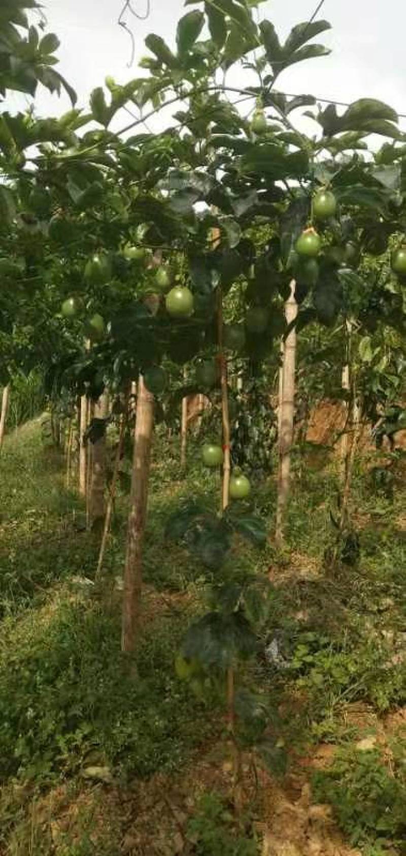 精品紫香百香果上市自家果园种植货源充足量大从优