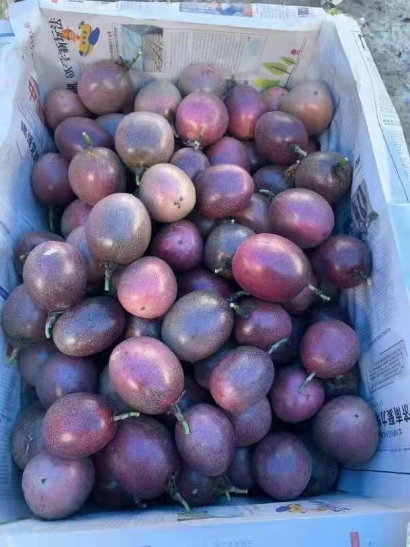 精品紫香百香果上市自家果园种植货源充足量大从优