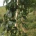 精品紫香百香果上市自家果园种植货源充足量大从优