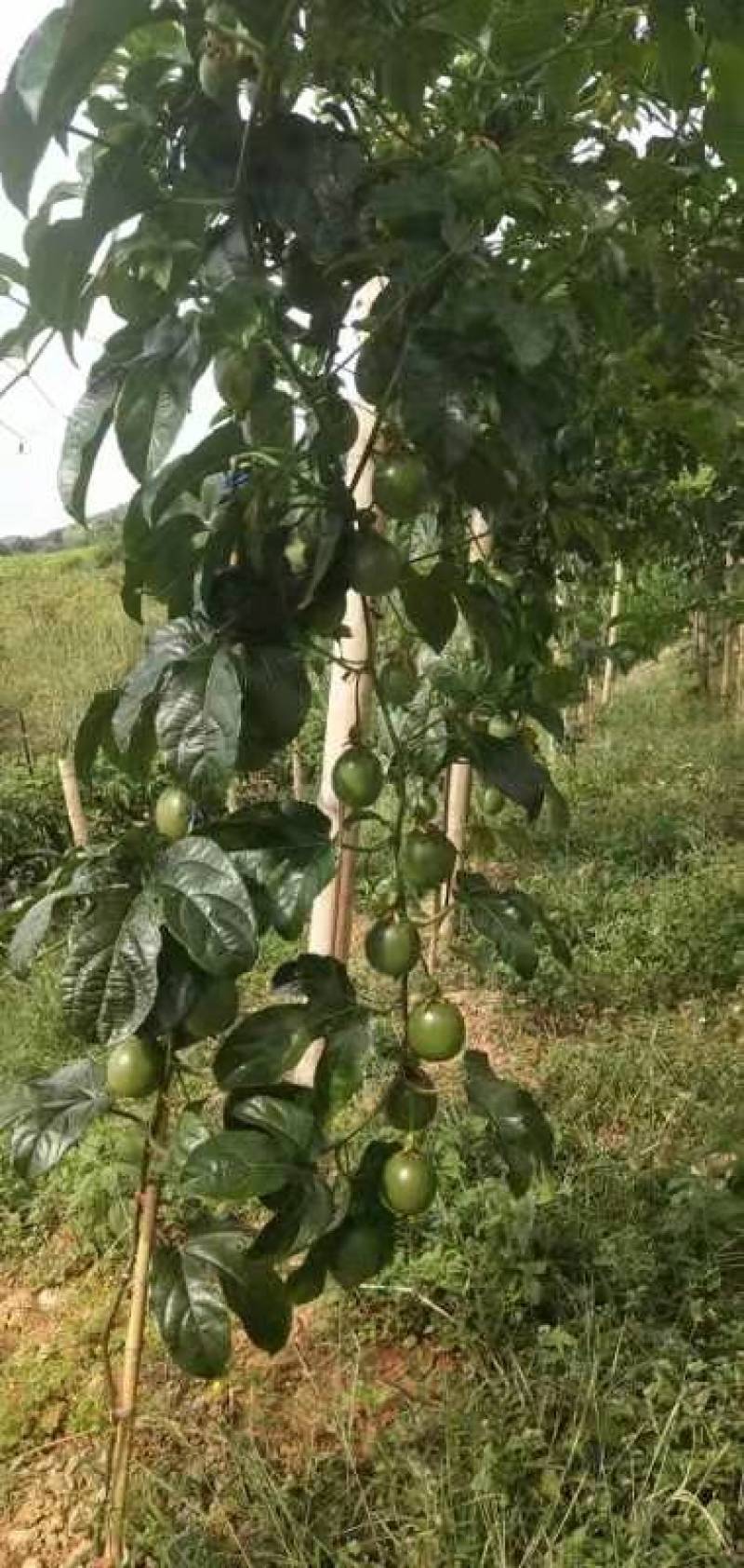 精品紫香百香果上市自家果园种植货源充足量大从优