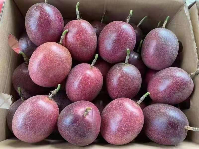 精品紫香百香果上市自家果园种植货源充足量大从优