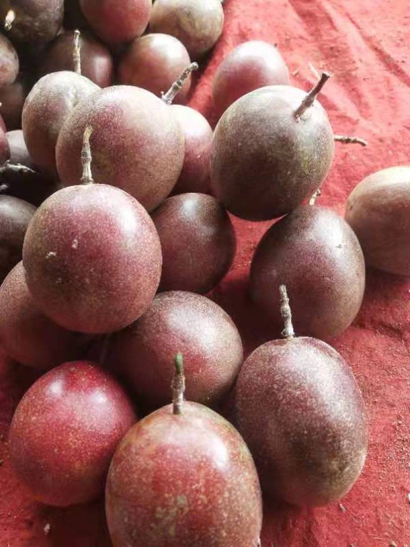 精品紫香百香果上市自家果园种植货源充足量大从优