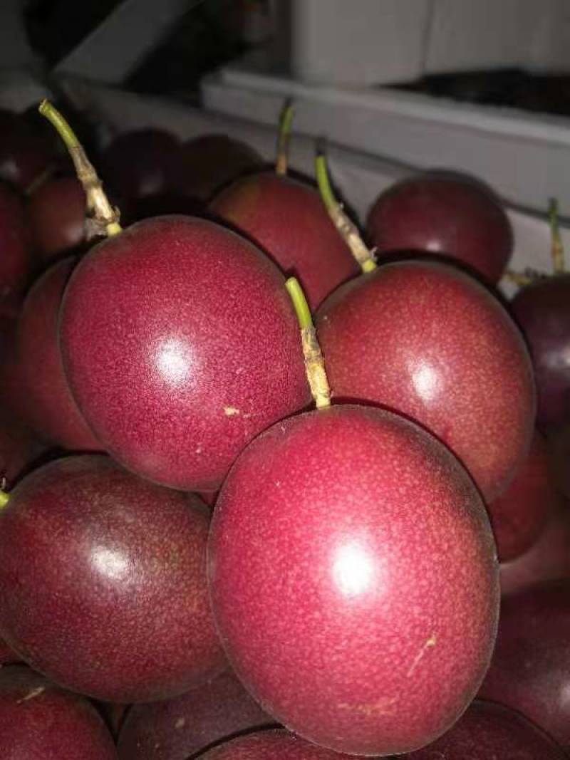 精品紫香百香果上市自家果园种植货源充足量大从优