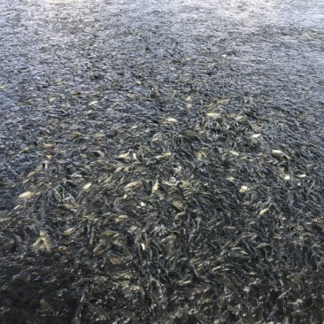 草鱼苗、鲤鱼苗