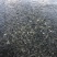 草鱼苗、鲤鱼苗