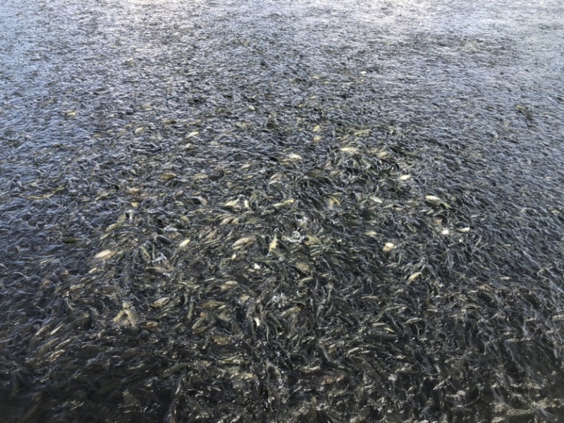 草鱼苗、鲤鱼苗