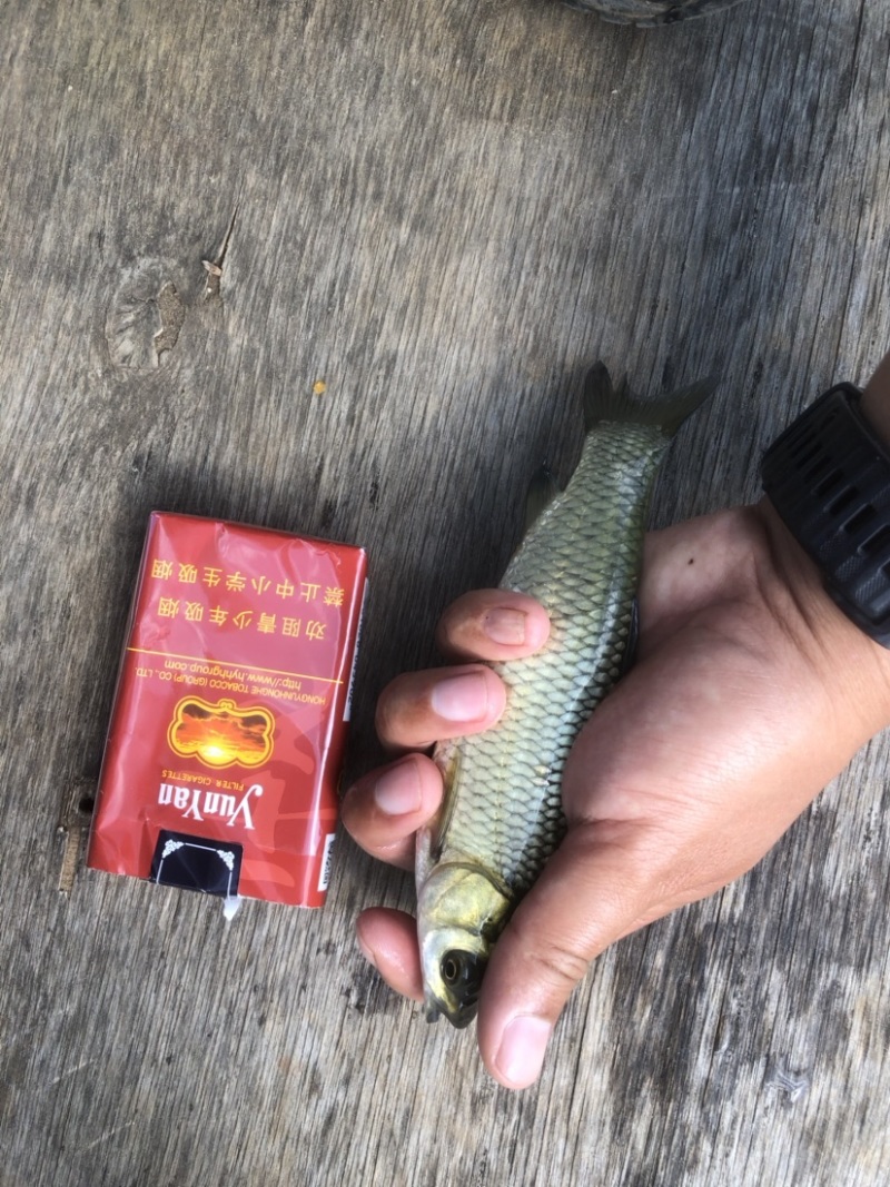 草鱼苗、鲤鱼苗