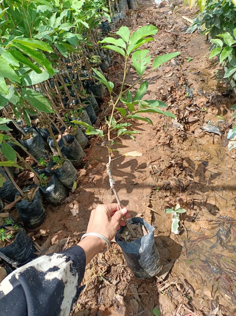 红毛丹嫁接两年树苗有毛荔枝之称保研七号