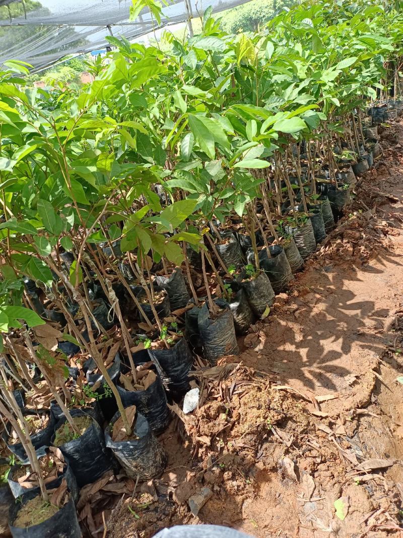 红毛丹嫁接两年树苗有毛荔枝之称保研七号