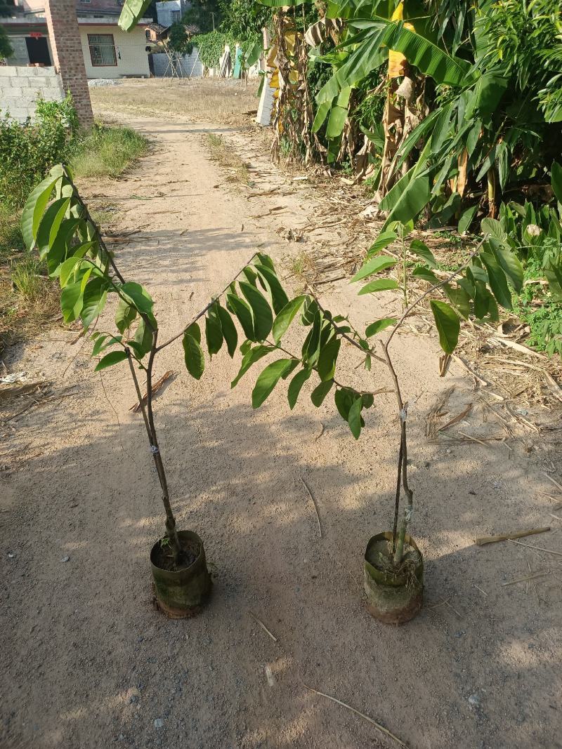 红毛丹嫁接两年树苗有毛荔枝之称保研七号