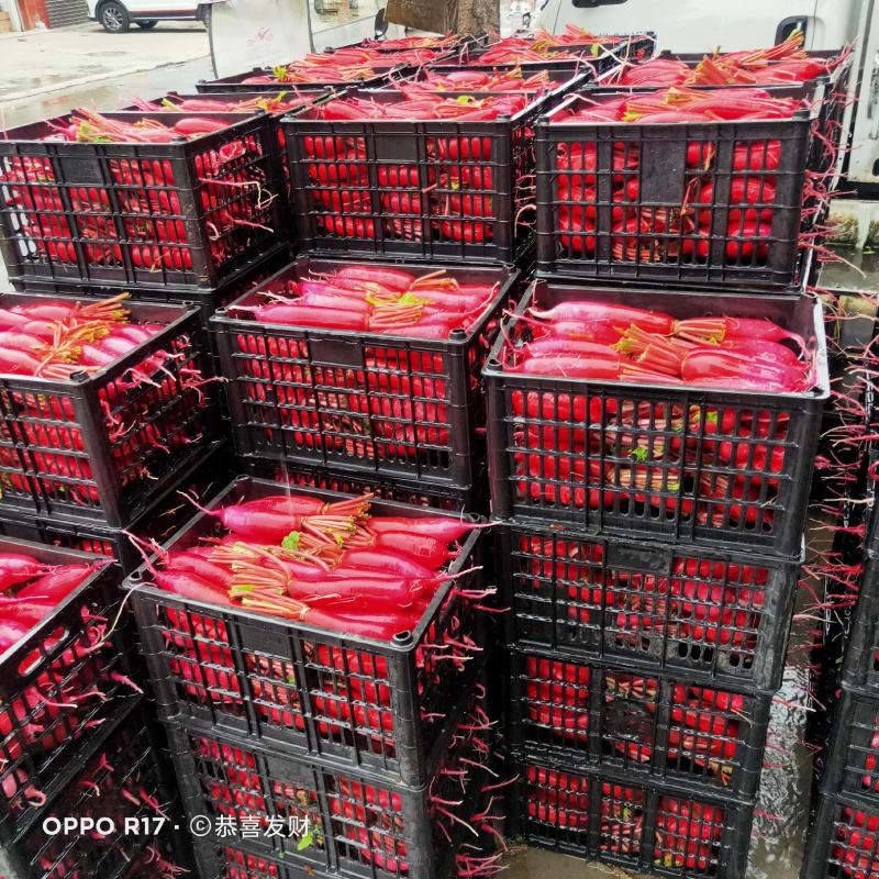 崇州百亩红皮萝卜大量上市