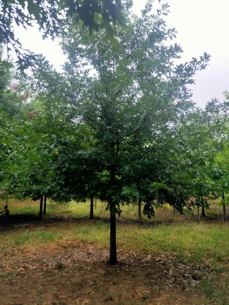 娜塔栎价格8-18公分娜塔栎苗圃降价出售