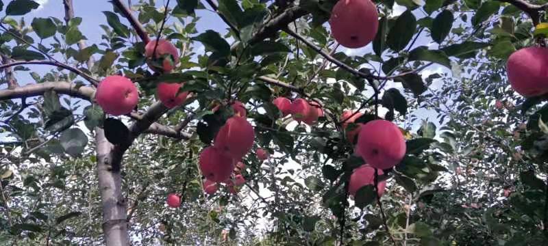 陕西礼泉苹果红富士，大量上市色好果面好，口感好，价格美丽