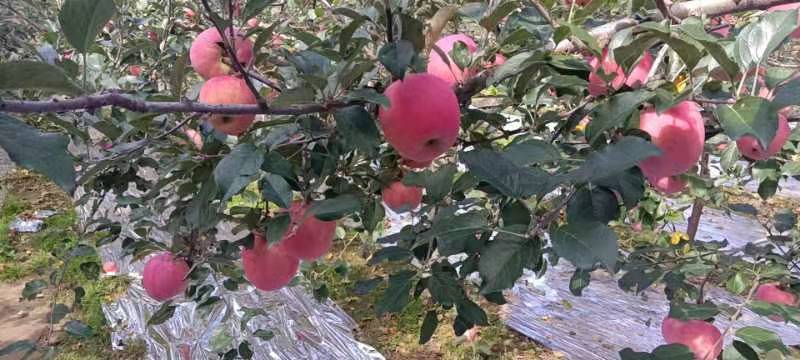陕西礼泉苹果红富士，大量上市色好果面好，口感好，价格美丽