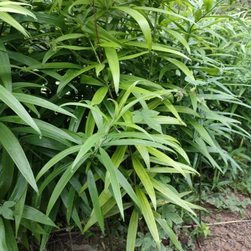 黄精块茎