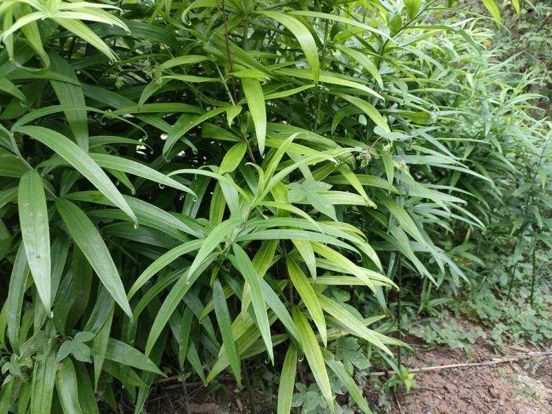 黄精块茎