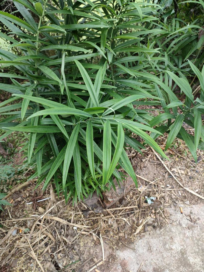 黄精块茎