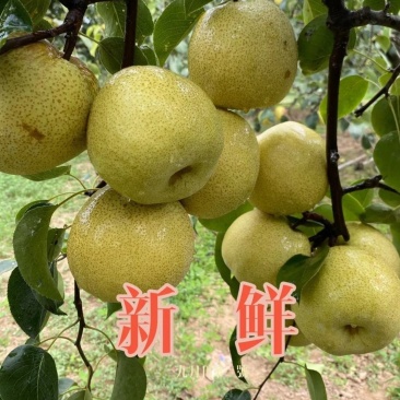 砀山酥梨