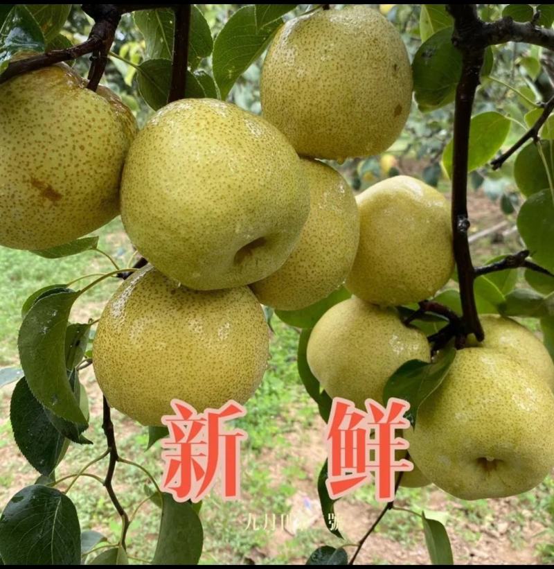 砀山酥梨