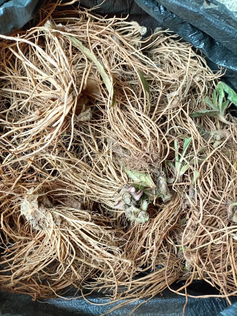 地胆头一首货原品质保证欢迎选购