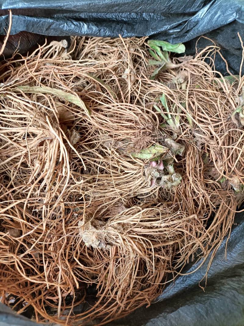 地胆头一首货原品质保证欢迎选购