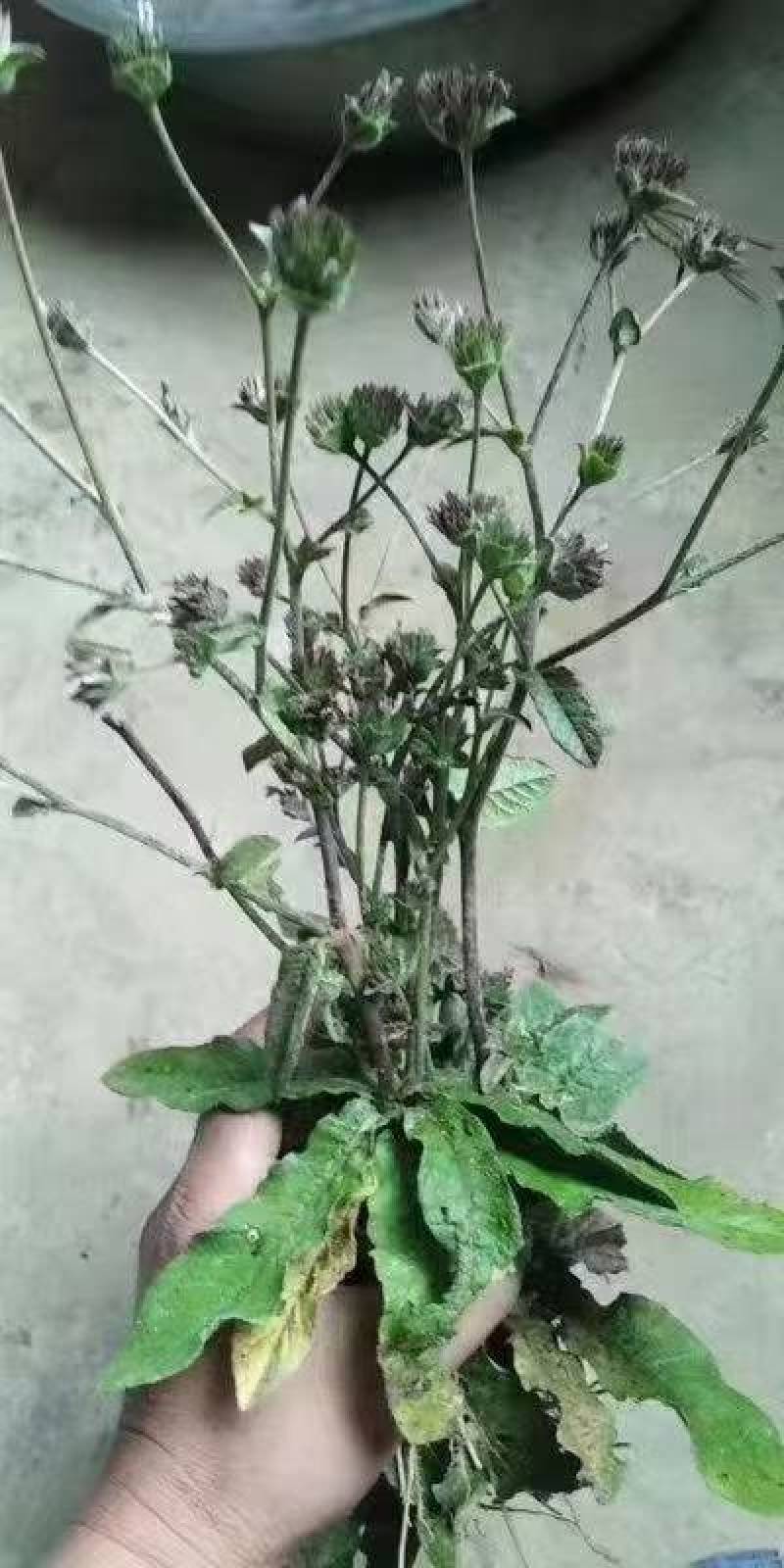 地胆头一首货原品质保证欢迎选购