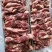 腹肉条