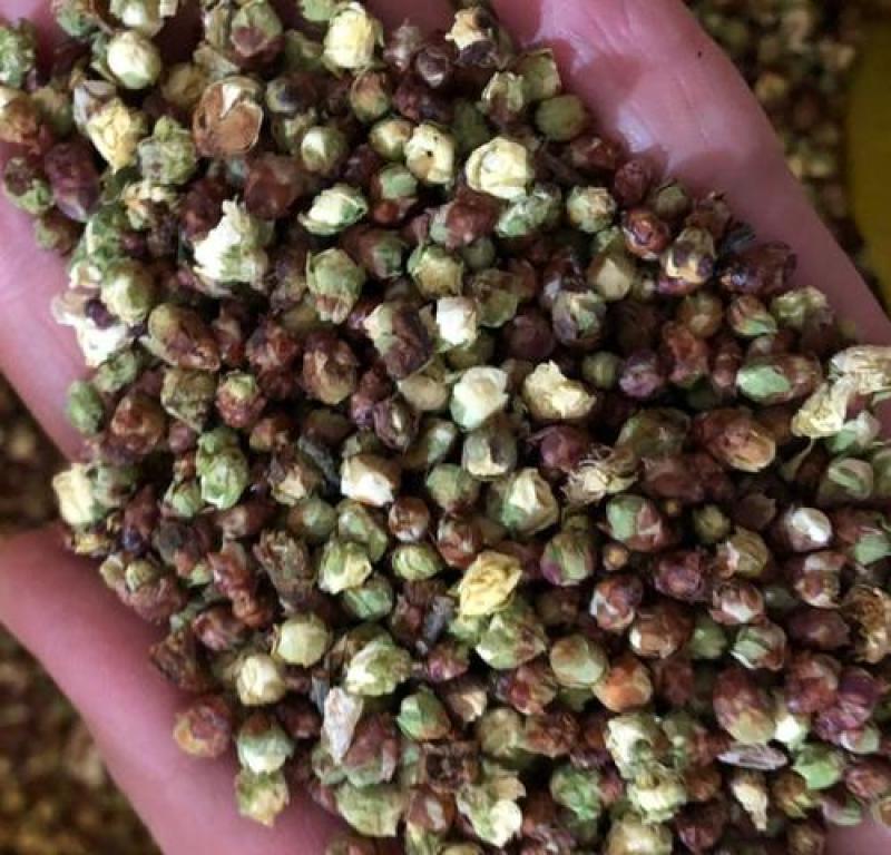 梅花，选装绿梅花质量保证，经营各种中药材欢迎咨询合作！