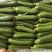 精品小黄瓜：电商：超市货量充足:精品：通货：次品：