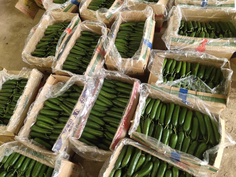 精品小黄瓜：电商：超市货量充足:精品：通货：次品：