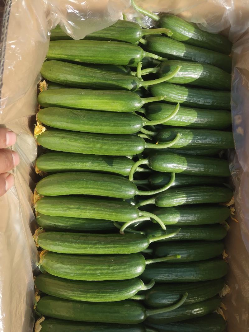 精品小黄瓜：电商：超市货量充足:精品：通货：次品：