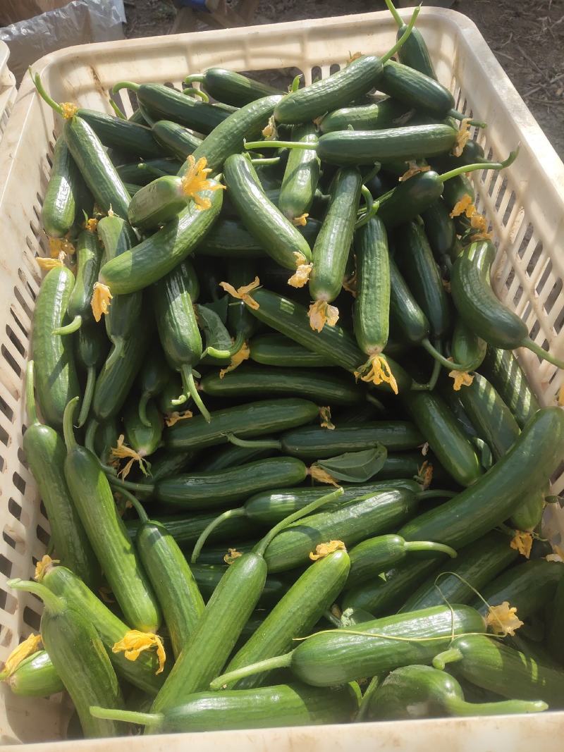 精品小黄瓜：电商：超市货量充足:精品：通货：次品：