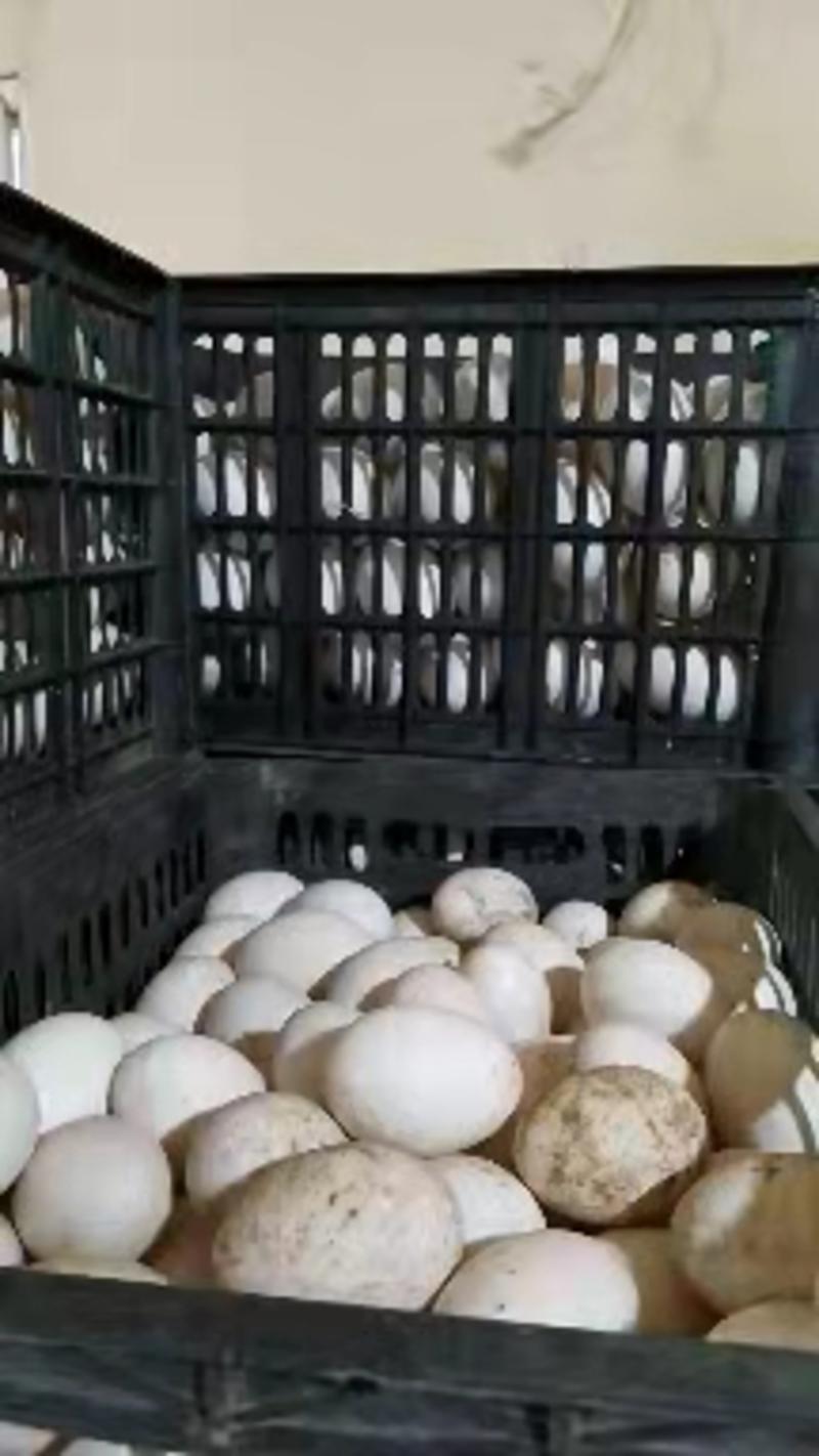鸭蛋，鲜鸭蛋，圆黄新鲜度高，日产1.6万斤，商超，旅游