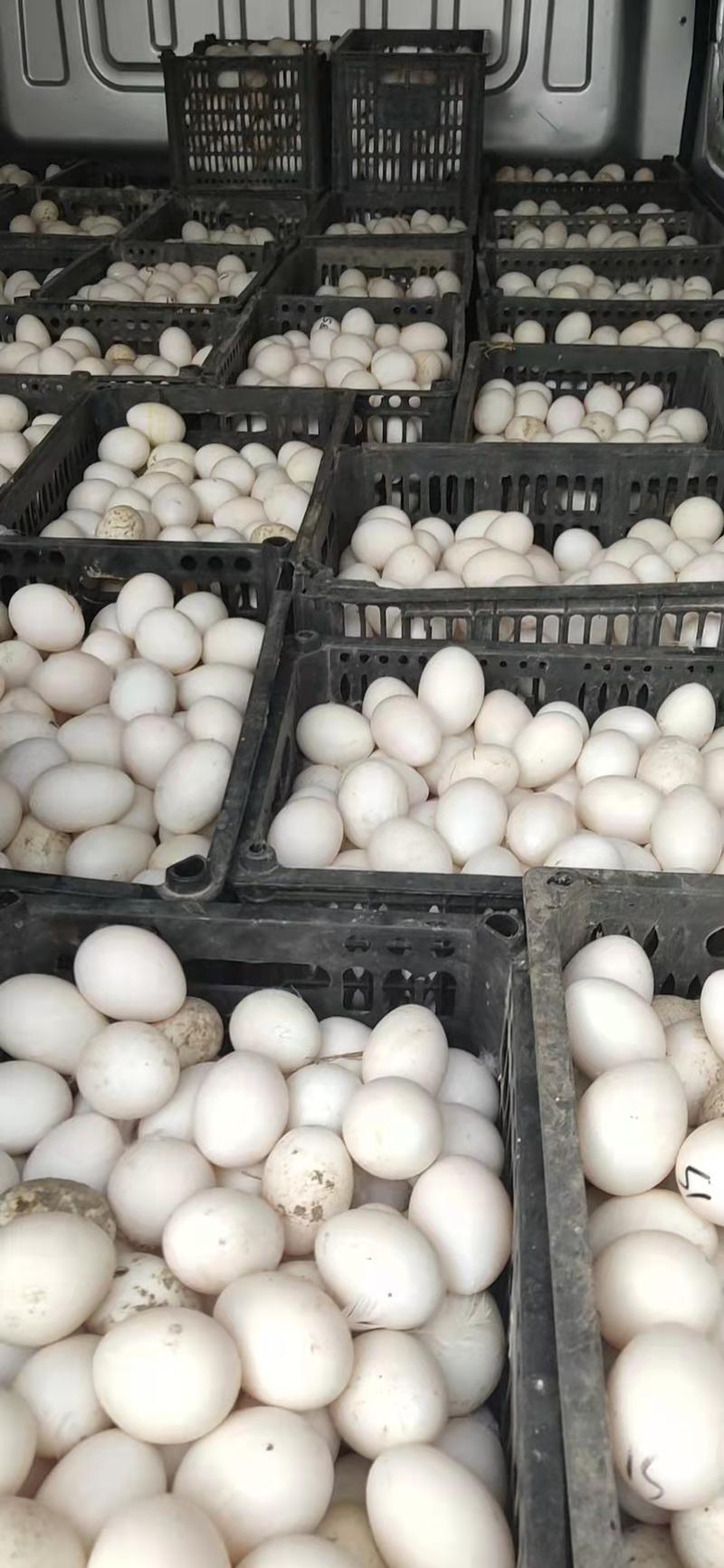 鸭蛋，鲜鸭蛋，圆黄新鲜度高，日产1.6万斤，商超，旅游