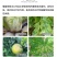 噻菌铜龙克均细菌性病害杀菌剂软腐病，穿孔病等