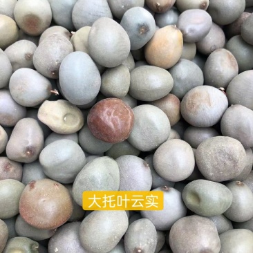 大托叶云石云石子中药材药干净无杂质
