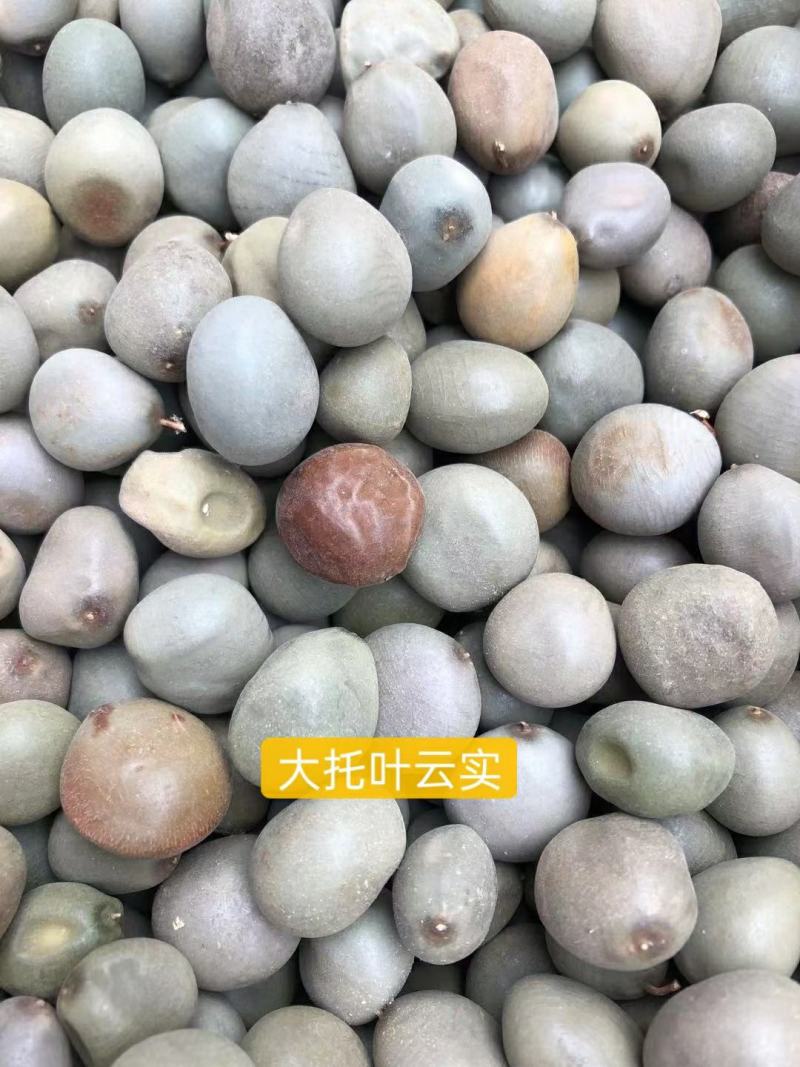 大托叶云石云石子中药材药干净无杂质