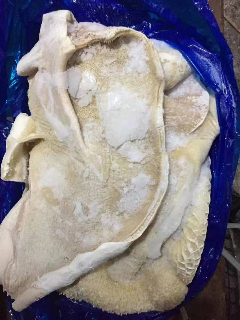 牛肚