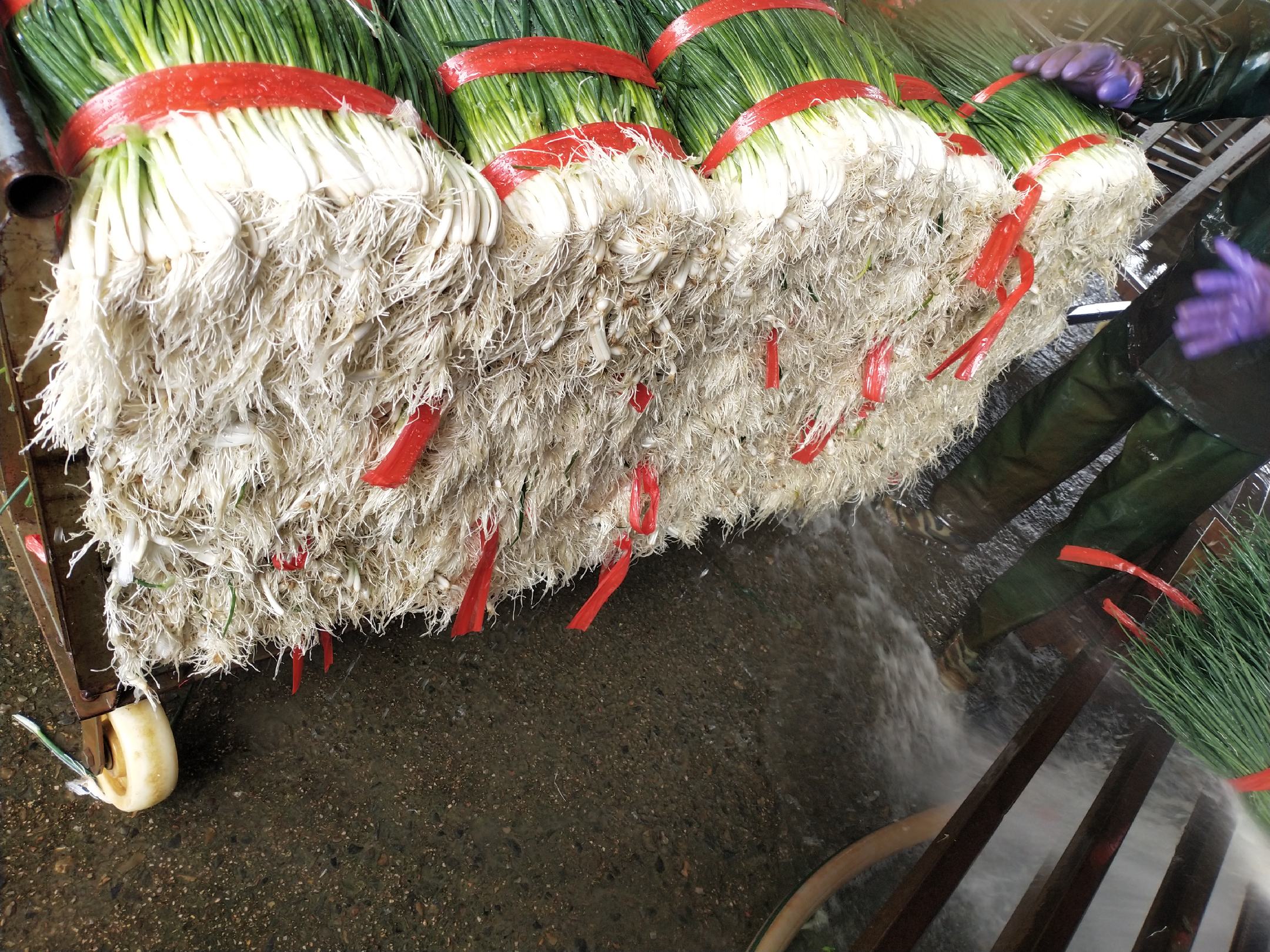 展示冷冻小葱的处理过程 小葱被切成段后装入密封袋准备冷冻